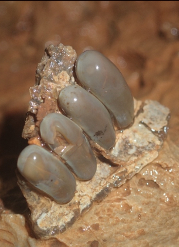 Pycnodontiformes-zub1